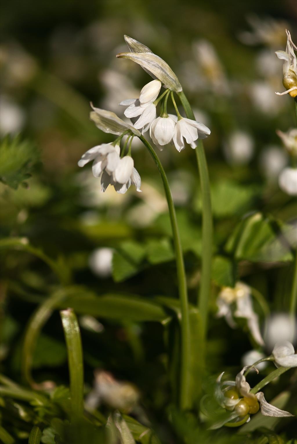 Allium paradoxum (door Cees van Roozendaal)