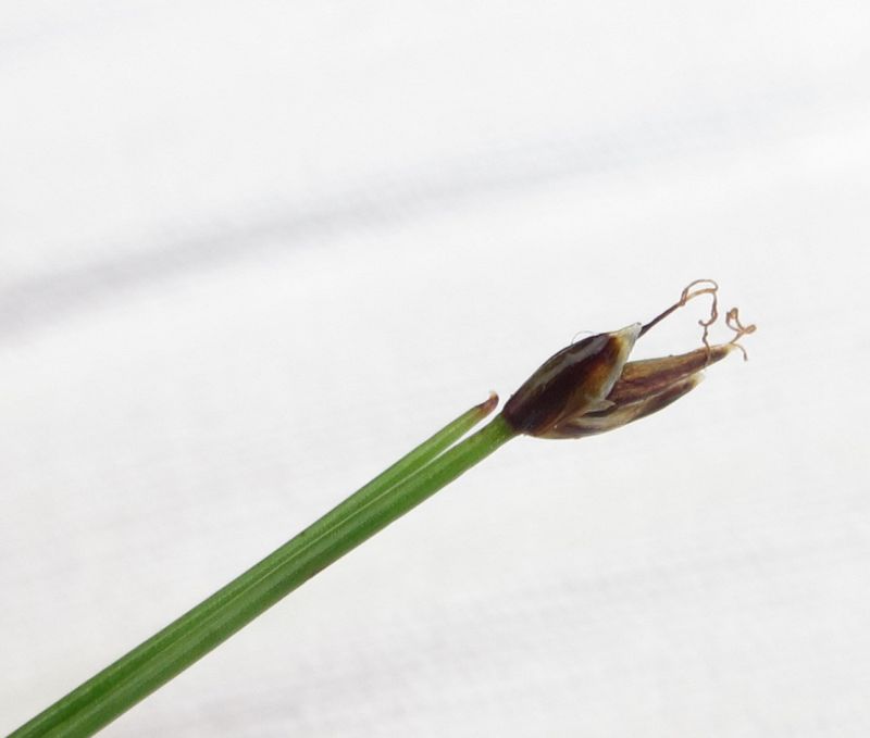 Eleocharis quinqueflora (door Wim Langbroek)