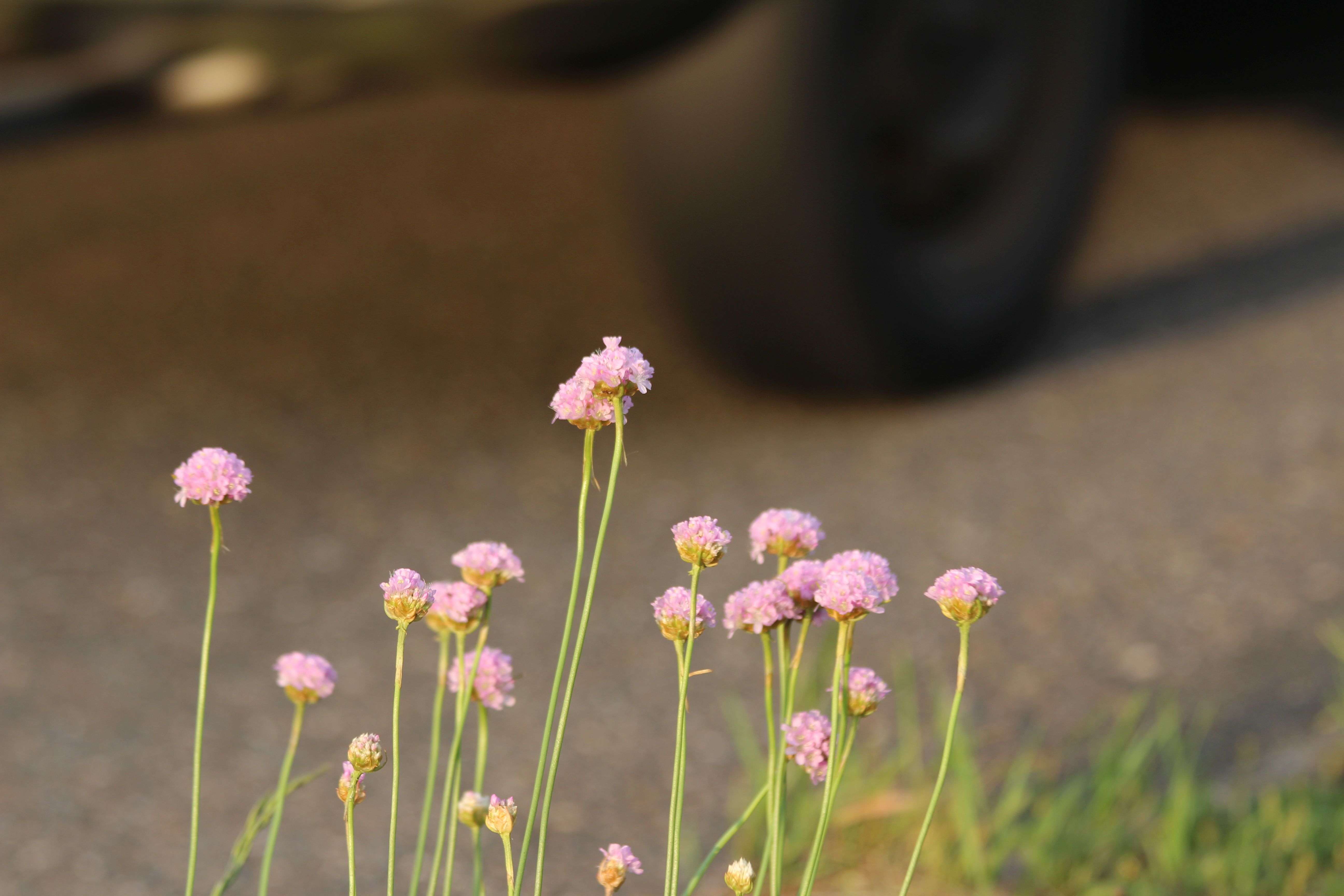 Armeria maritima (door Pieter Stolwijk)