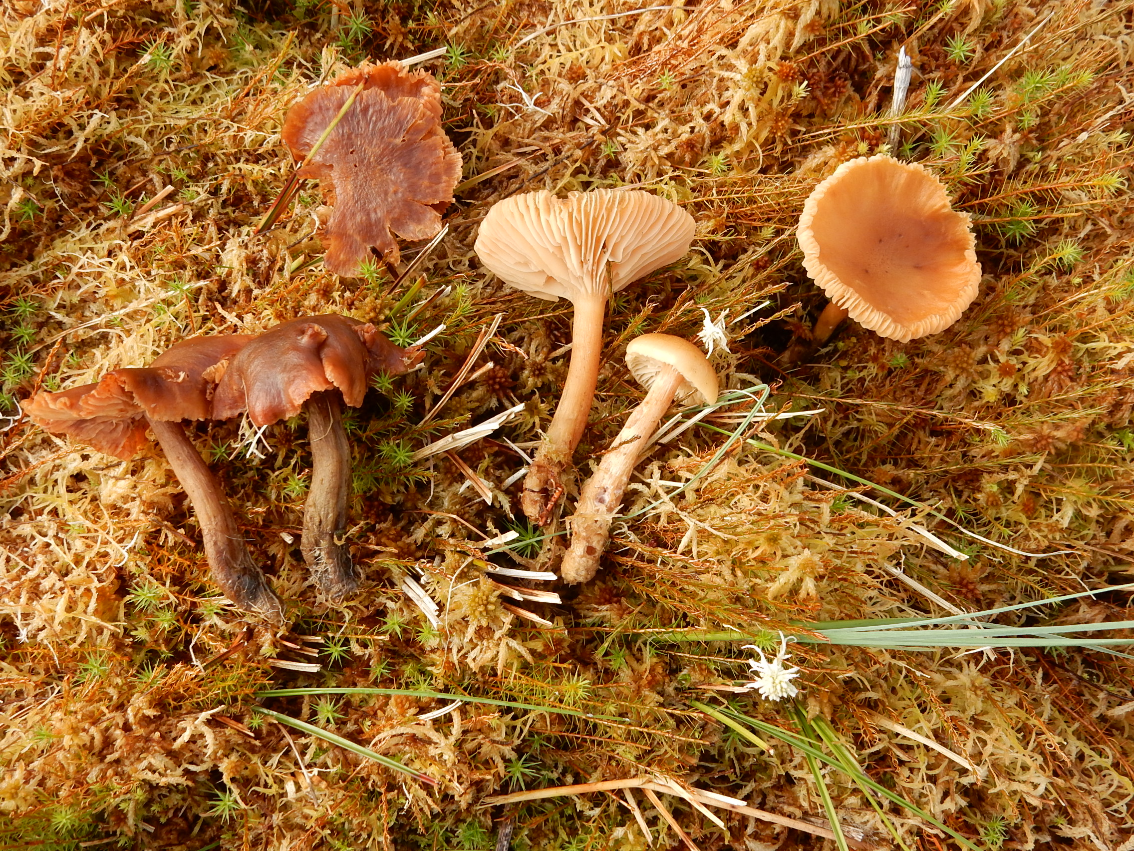 Armillaria ectypa (door Emma van den Dool)