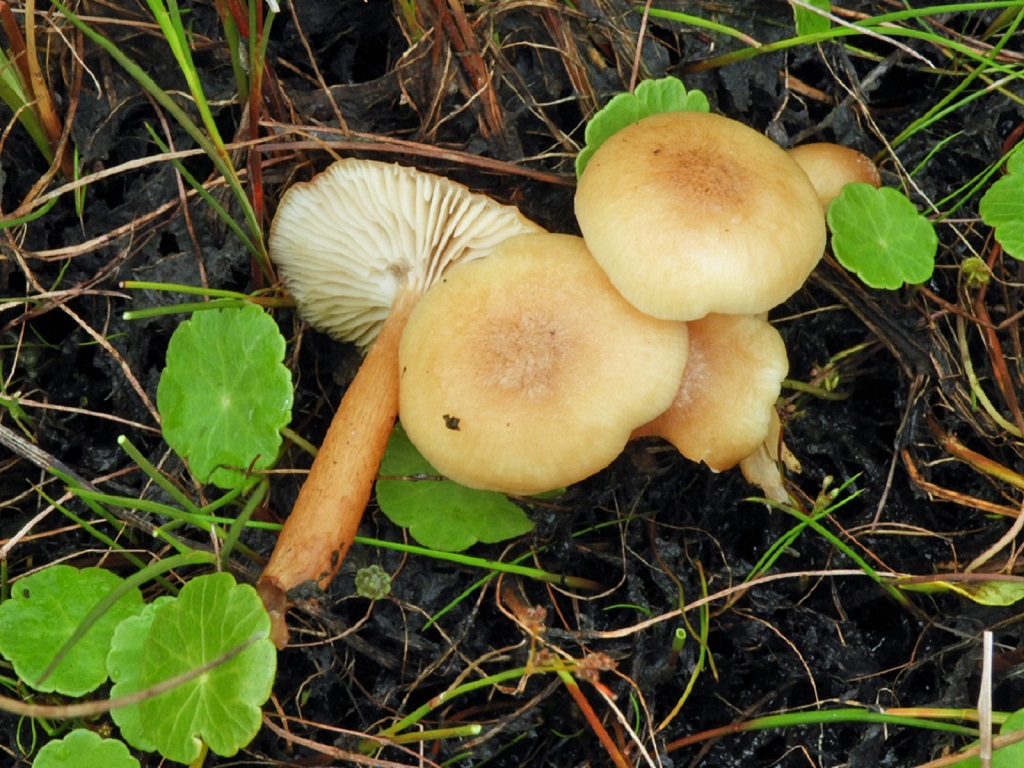 Armillaria ectypa (door Jaap Wisman)