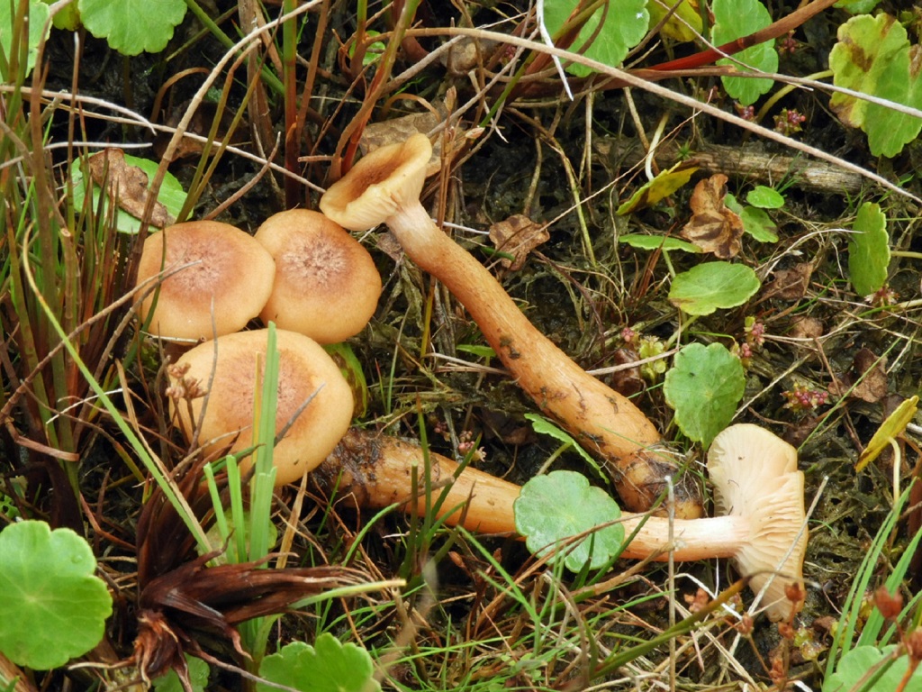 Armillaria ectypa (door Jaap Wisman)