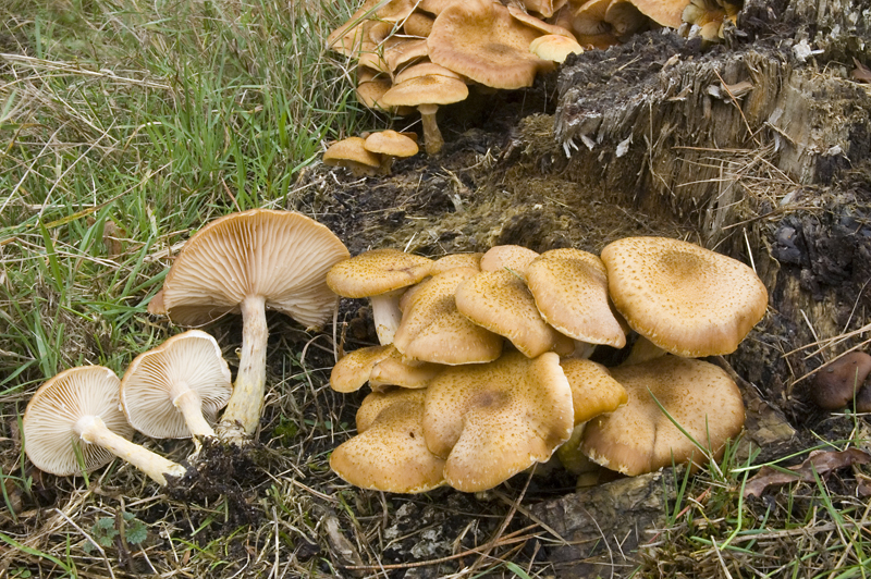 Armillaria cepistipes (door Nico Dam)