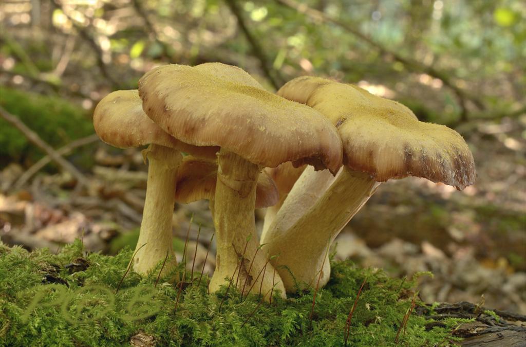 Armillaria lutea (door Piet Brouwer)