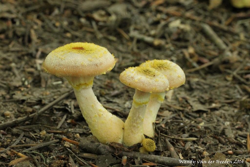 Armillaria lutea (door Wendy van der Heeden)