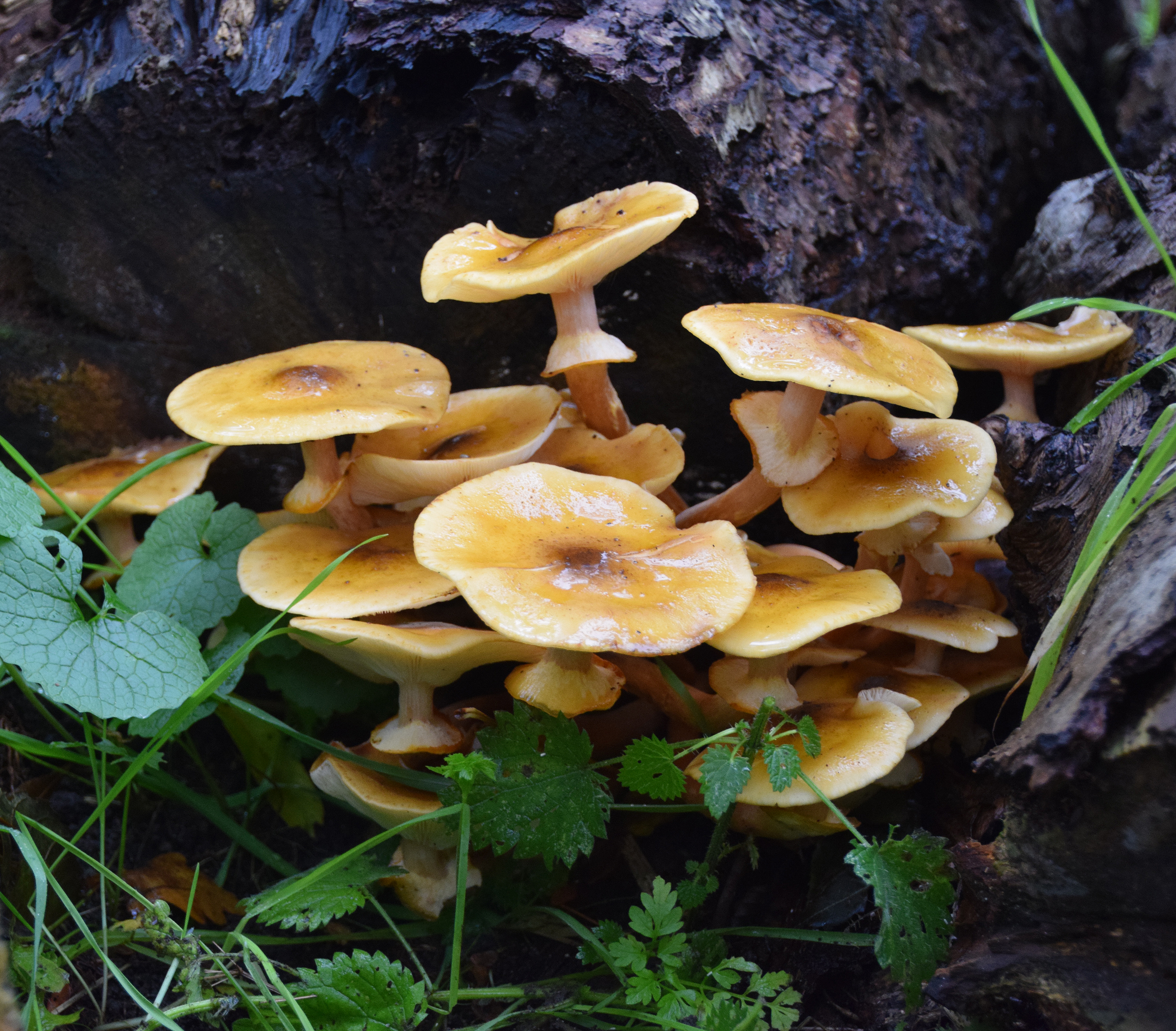 Armillaria mellea (door Jan Hengstmengel)