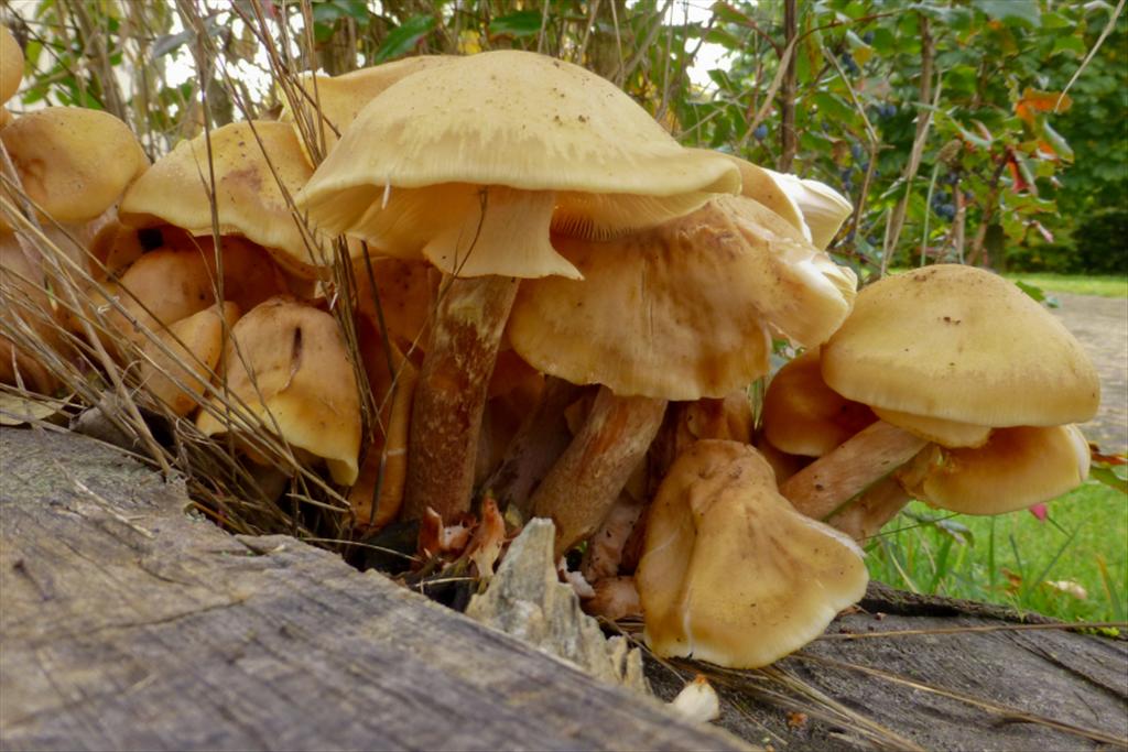 Armillaria mellea (door Aldert Gutter)