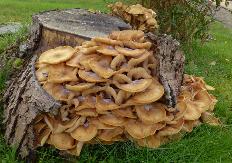 Armillaria mellea (door Aldert Gutter)