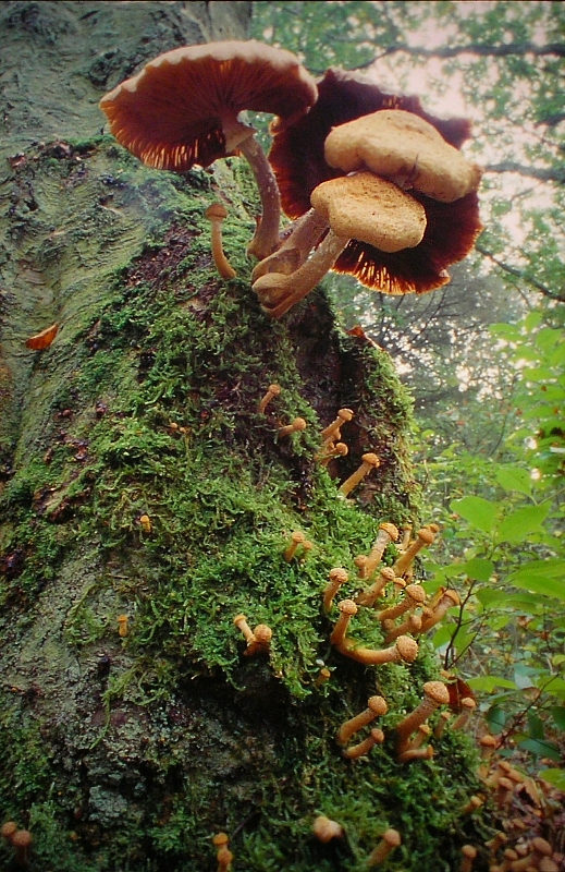 Armillaria borealis (door Aldert Gutter)