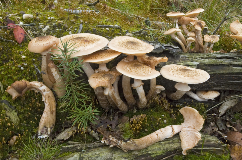 Armillaria ostoyae (door Nico Dam)