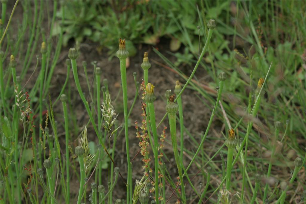 Arnoseris minima (door Pieter Stolwijk)