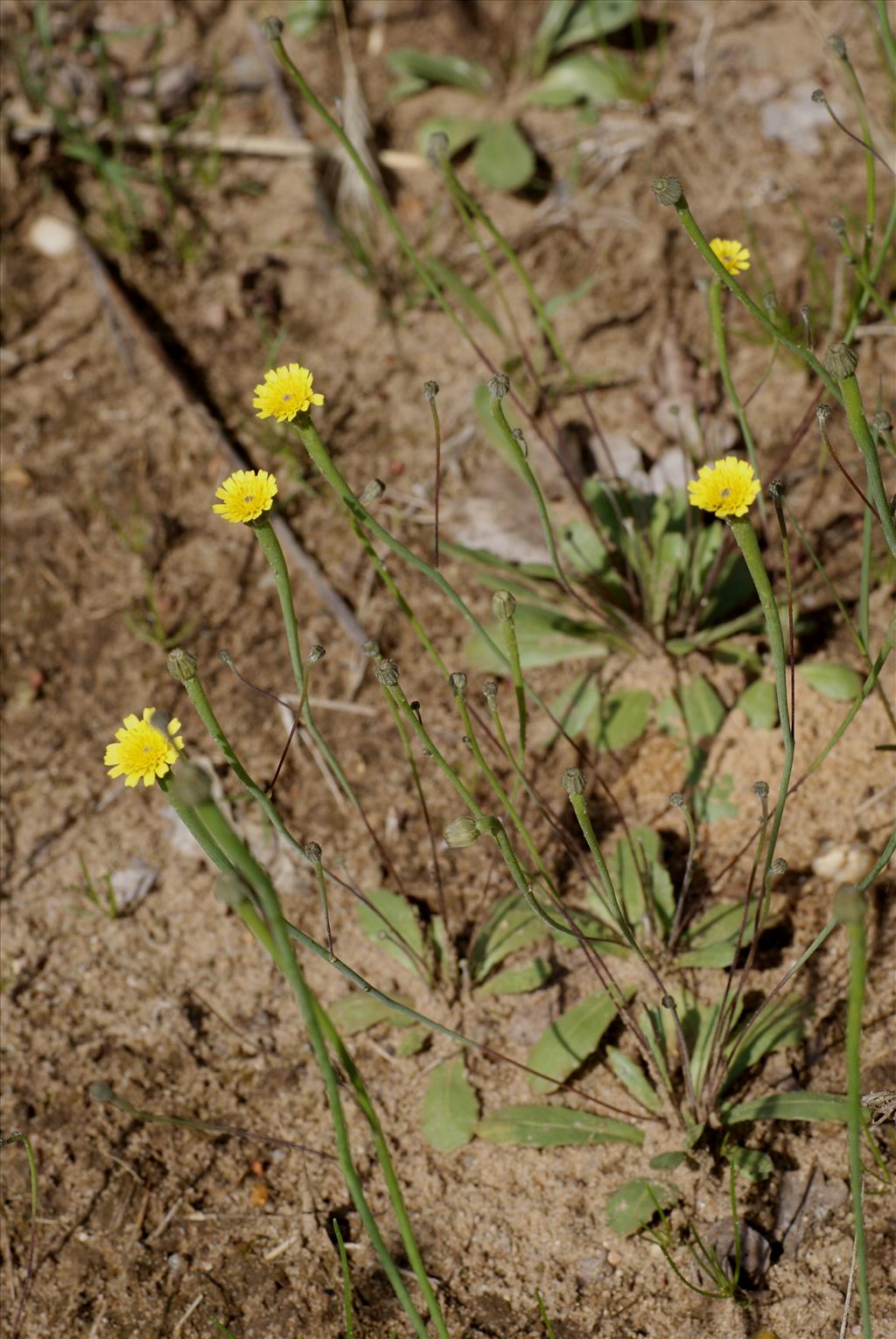 Arnoseris minima (door Adrie van Heerden)