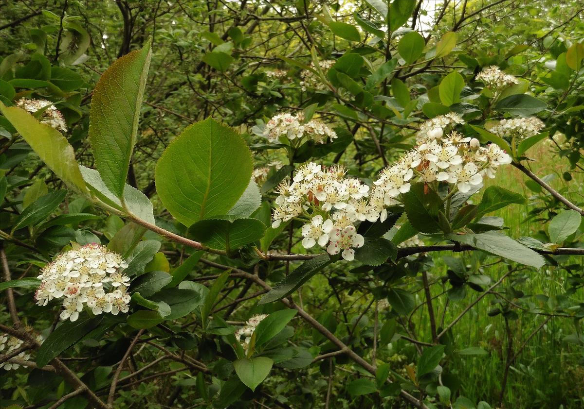 Aronia x prunifolia (door Willie Riemsma)
