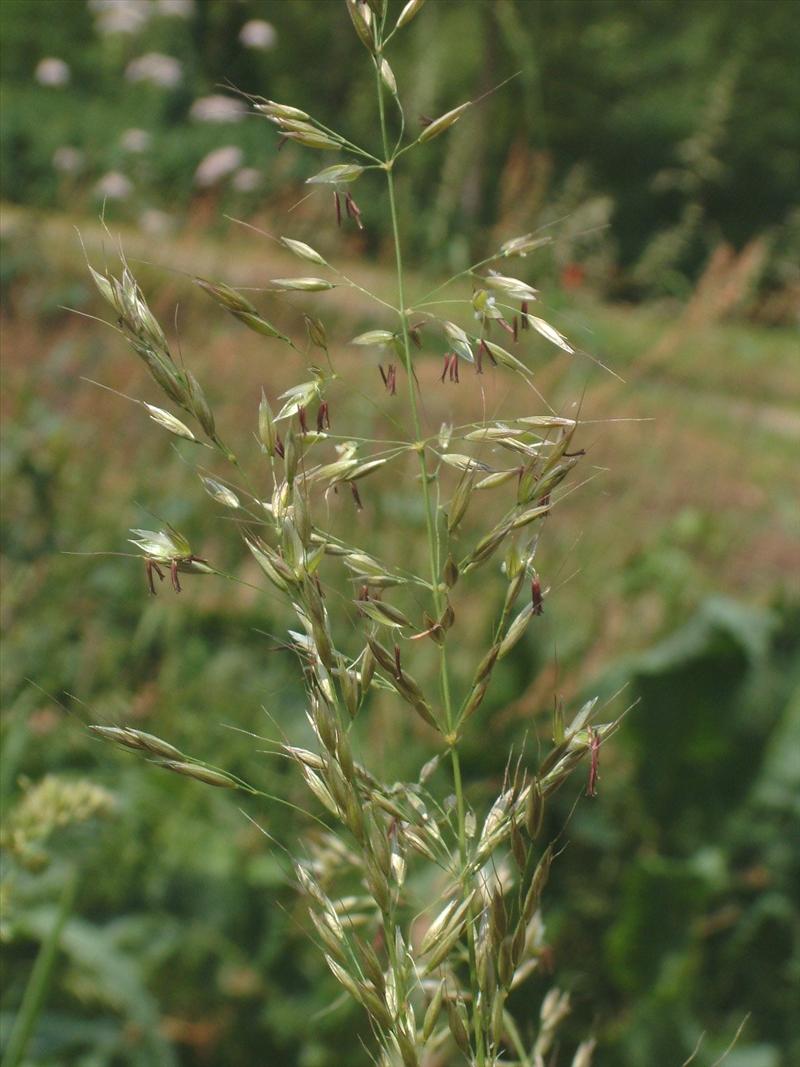 Arrhenatherum elatius (door Adrie van Heerden)