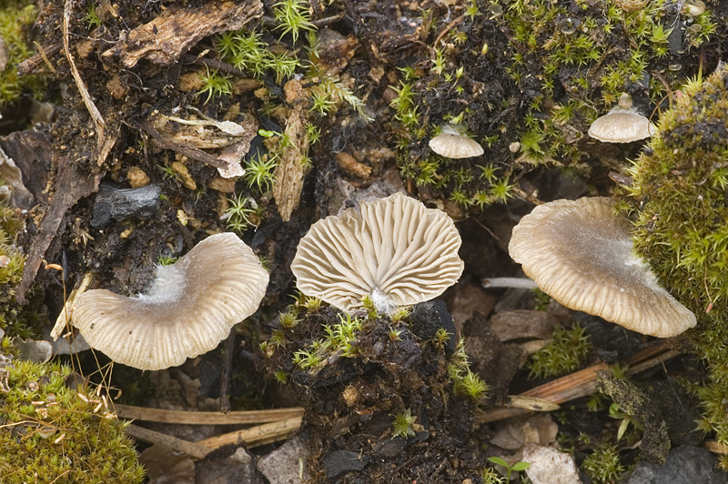 Omphalina acerosa (door Nico Dam)