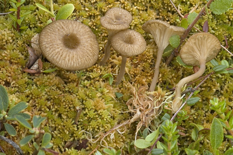 Omphalina gerardiana (door Nico Dam)