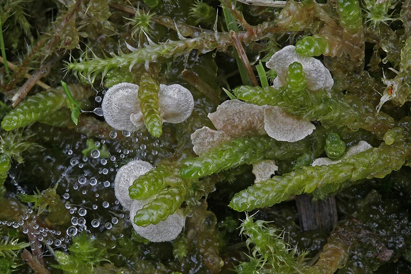 Arrhenia retiruga (door Gerben Winkel)
