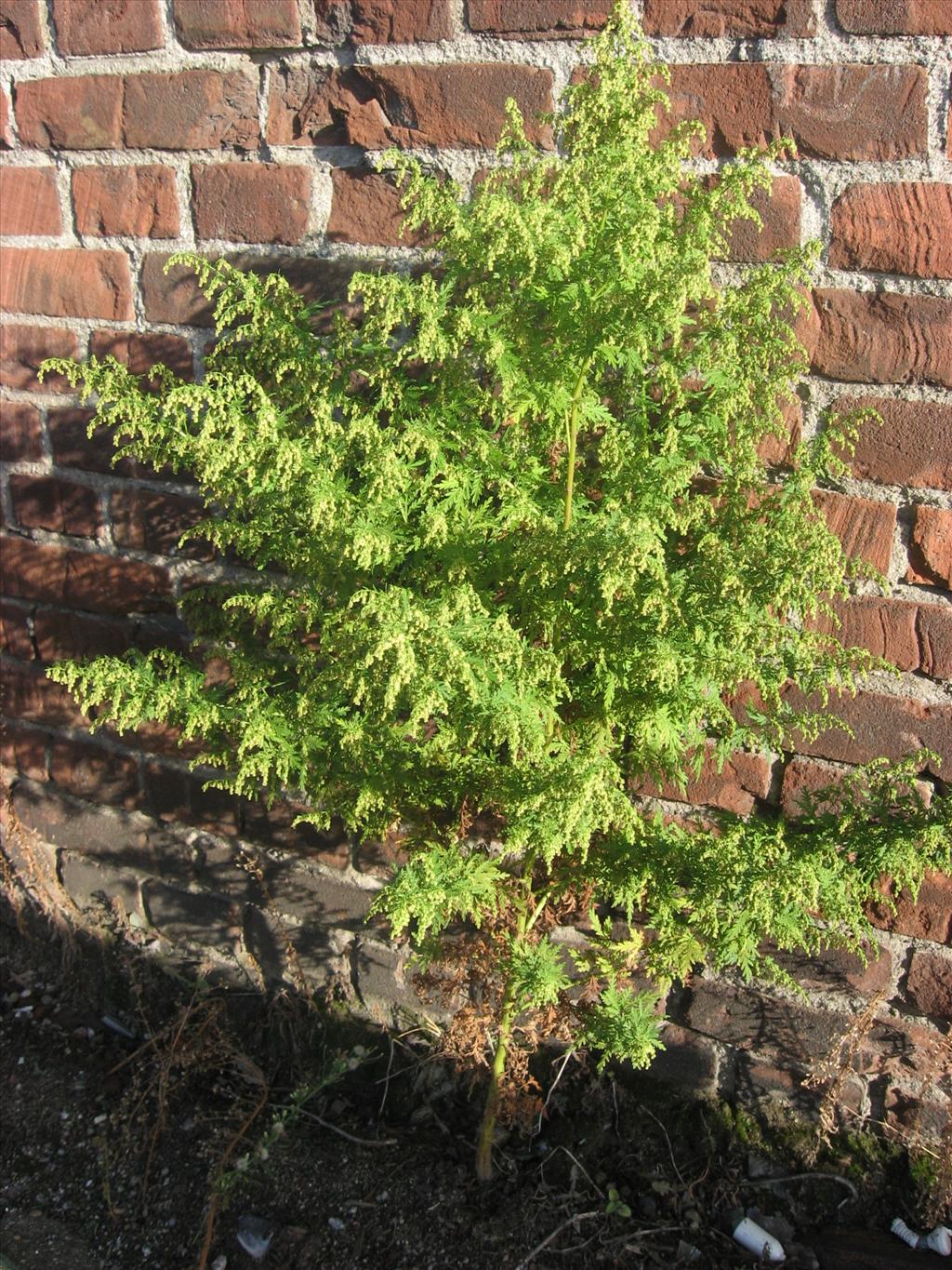 Artemisia annua (door Remko Andeweg)