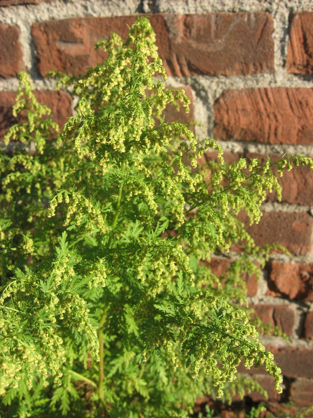 Artemisia annua (door Remko Andeweg)