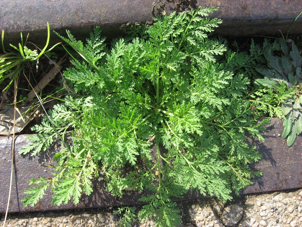 Artemisia annua (door Remko Andeweg)