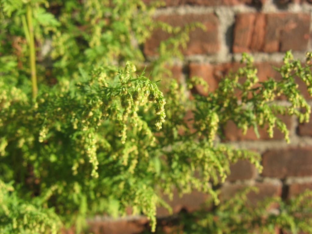 Artemisia annua (door Remko Andeweg)