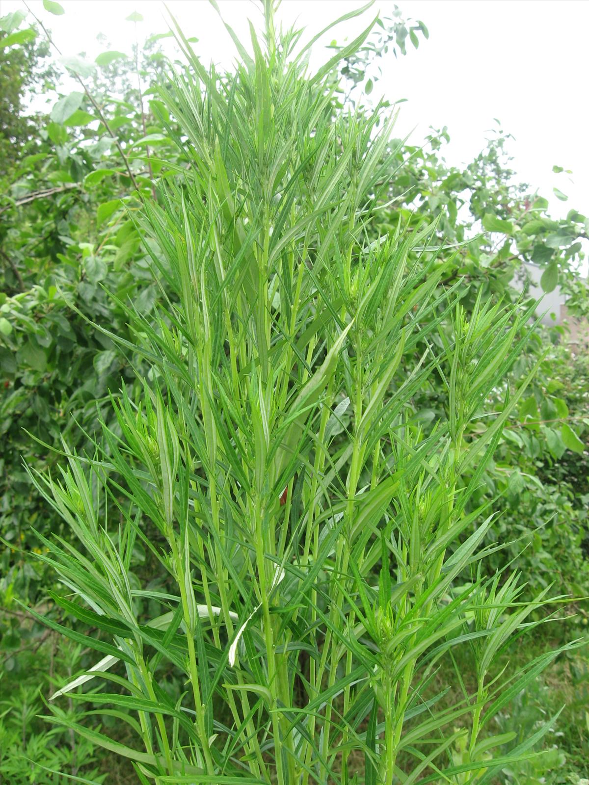 Artemisia selengensis (door Remko Andeweg)