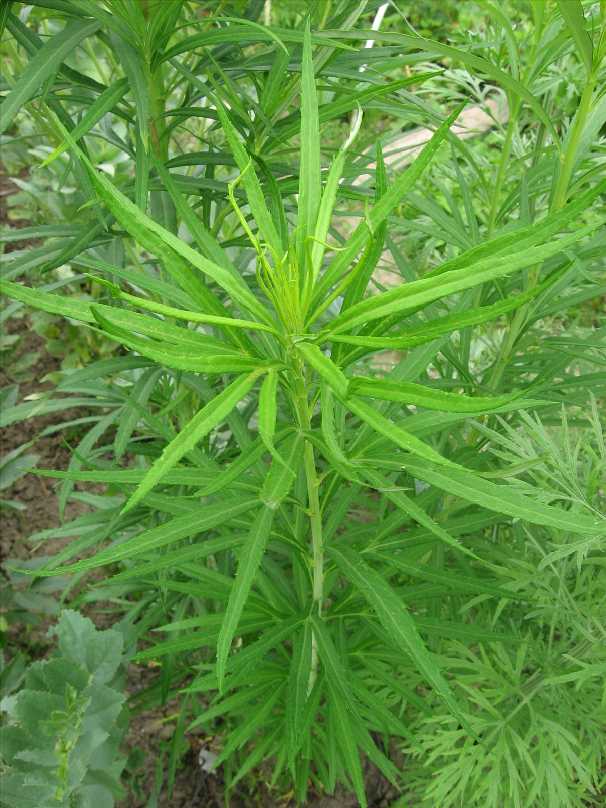 Artemisia selengensis (door Remko Andeweg)