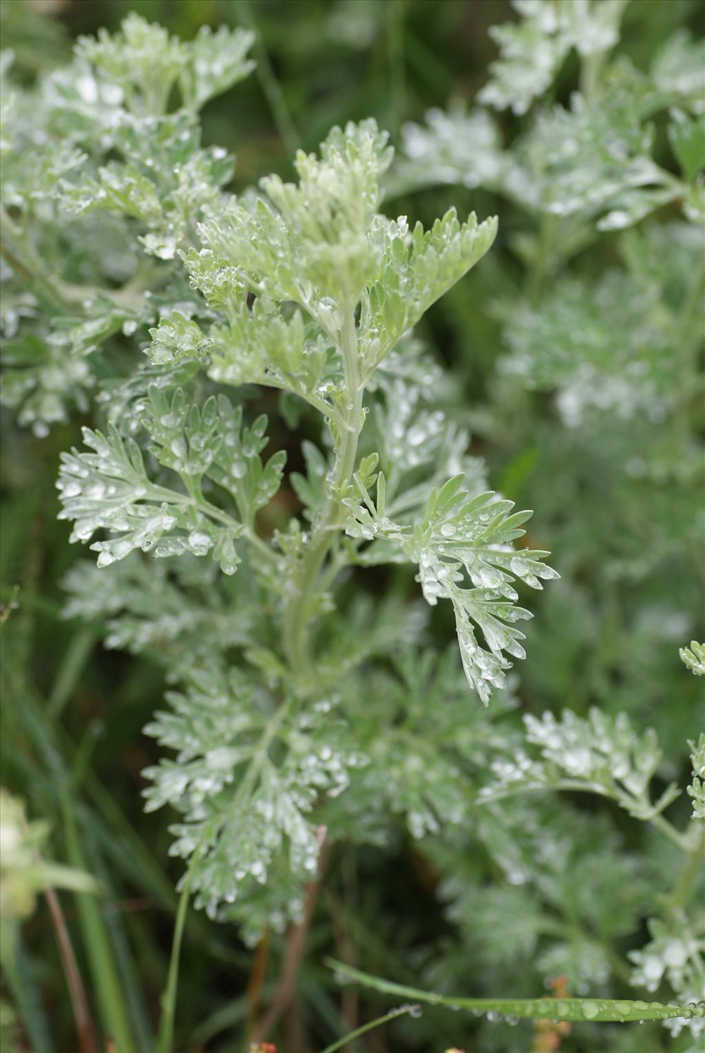 Artemisia absinthium (door Adrie van Heerden)