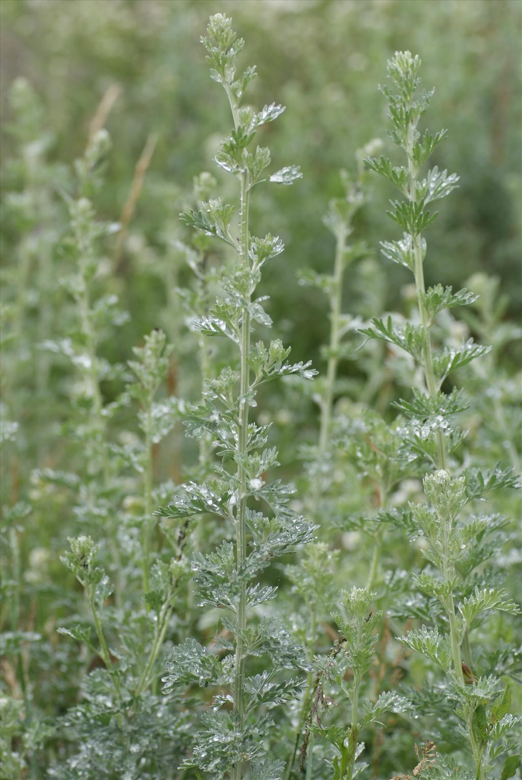 Artemisia absinthium (door Adrie van Heerden)