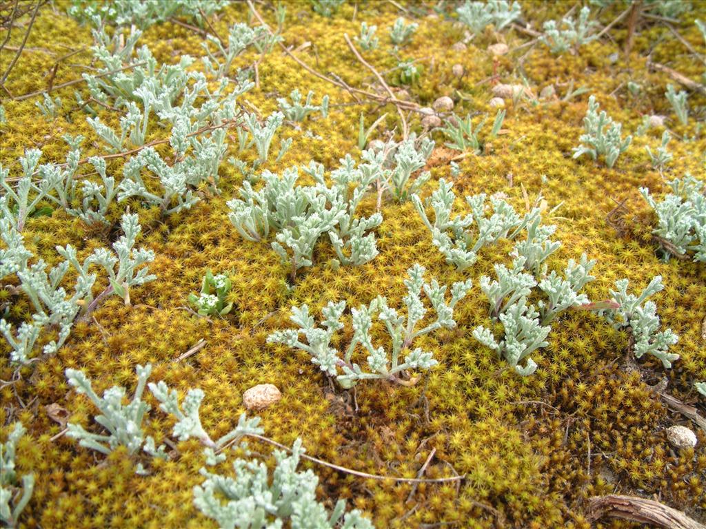 Artemisia campestris subsp. maritima (door Adrie van Heerden)