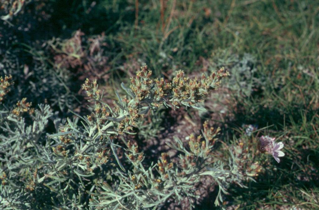 Artemisia maritima (door Adrie van Heerden)