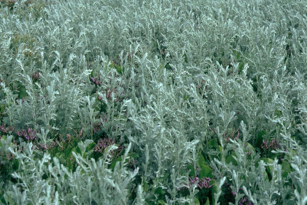 Artemisia maritima (door Adrie van Heerden)