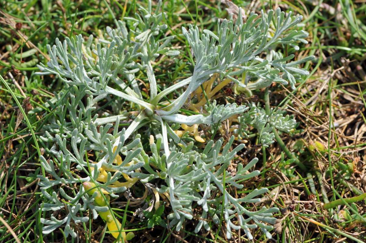 Artemisia maritima (door Hans Toetenel)