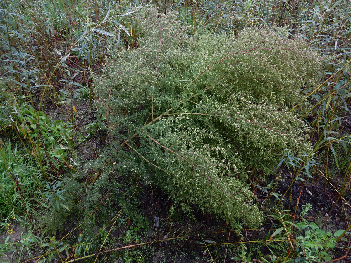 Artemisia scoparia (door Ed Stikvoort | Saxifraga)