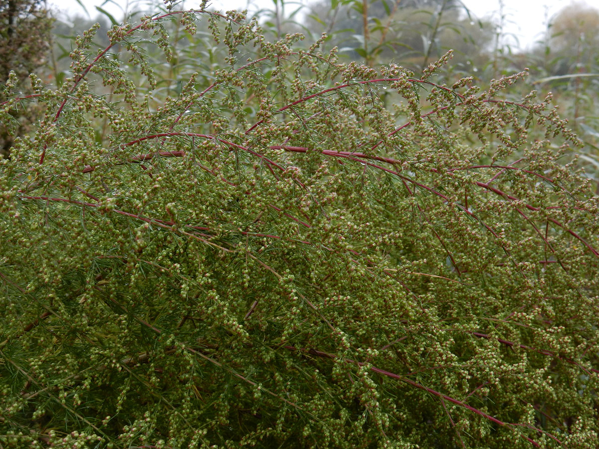 Artemisia scoparia (door Ed Stikvoort | Saxifraga)