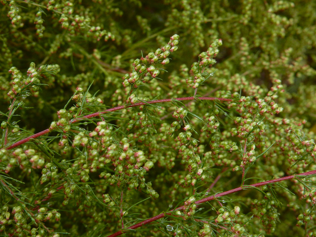 Artemisia scoparia (door Ed Stikvoort | Saxifraga)