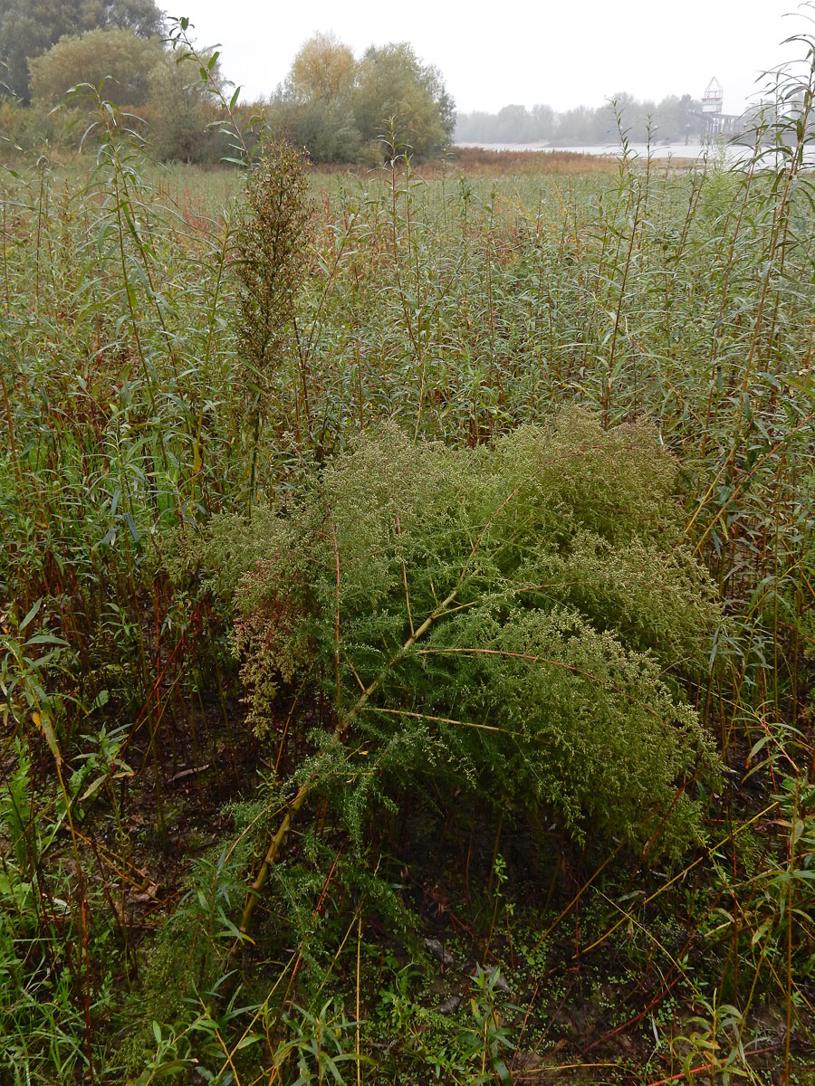 Artemisia scoparia (door Ed Stikvoort | Saxifraga)