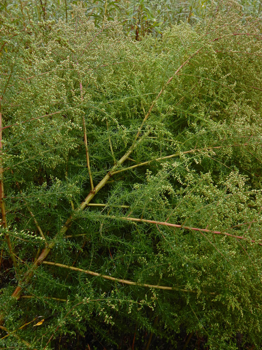 Artemisia scoparia (door Ed Stikvoort | Saxifraga)