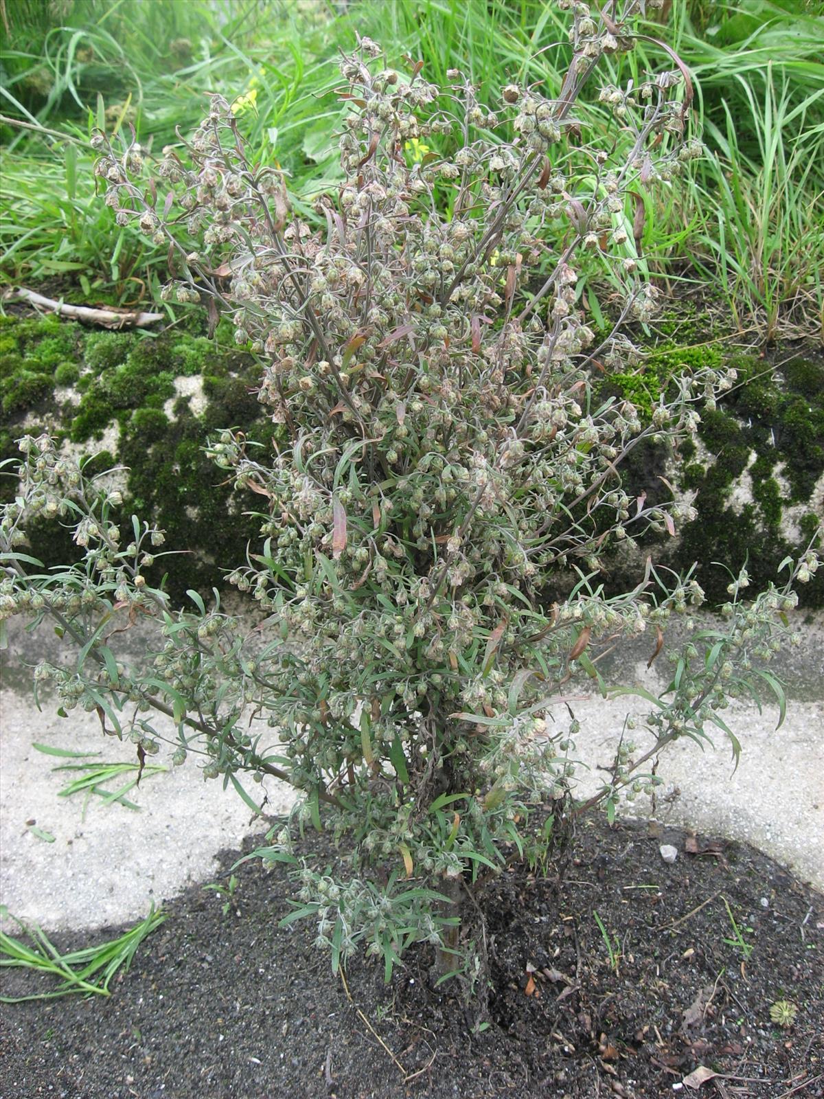 Artemisia sieversiana (door Remko Andeweg)