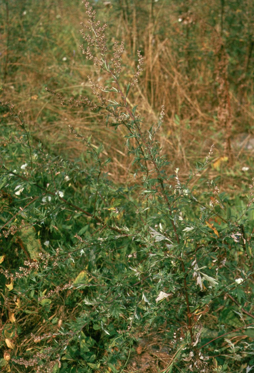 Artemisia vulgaris (door Adrie van Heerden)