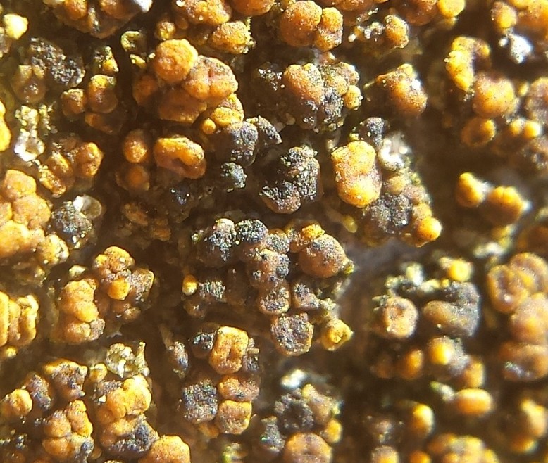 Arthonia molendoi (door Bart Hessen)