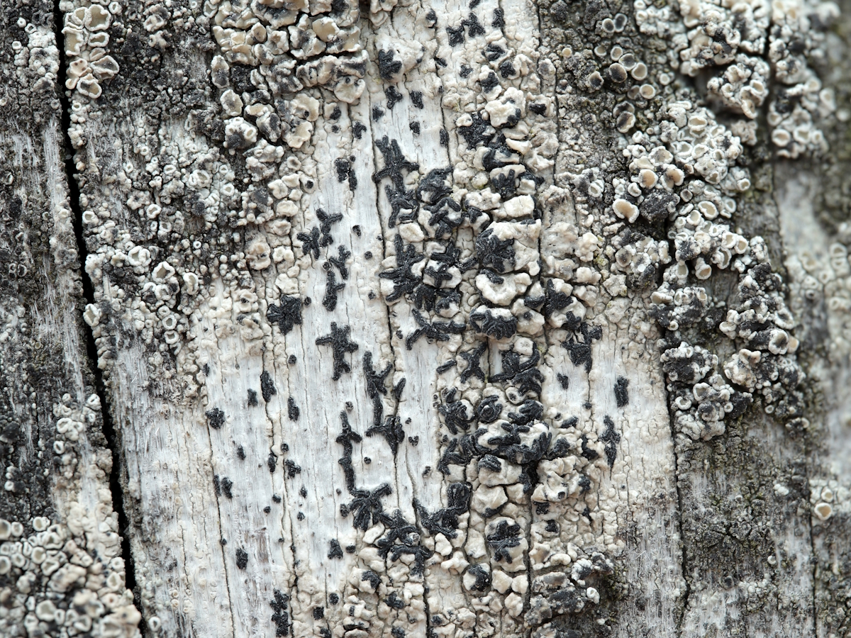Arthonia calcarea (door Henk-Jan van der Kolk)