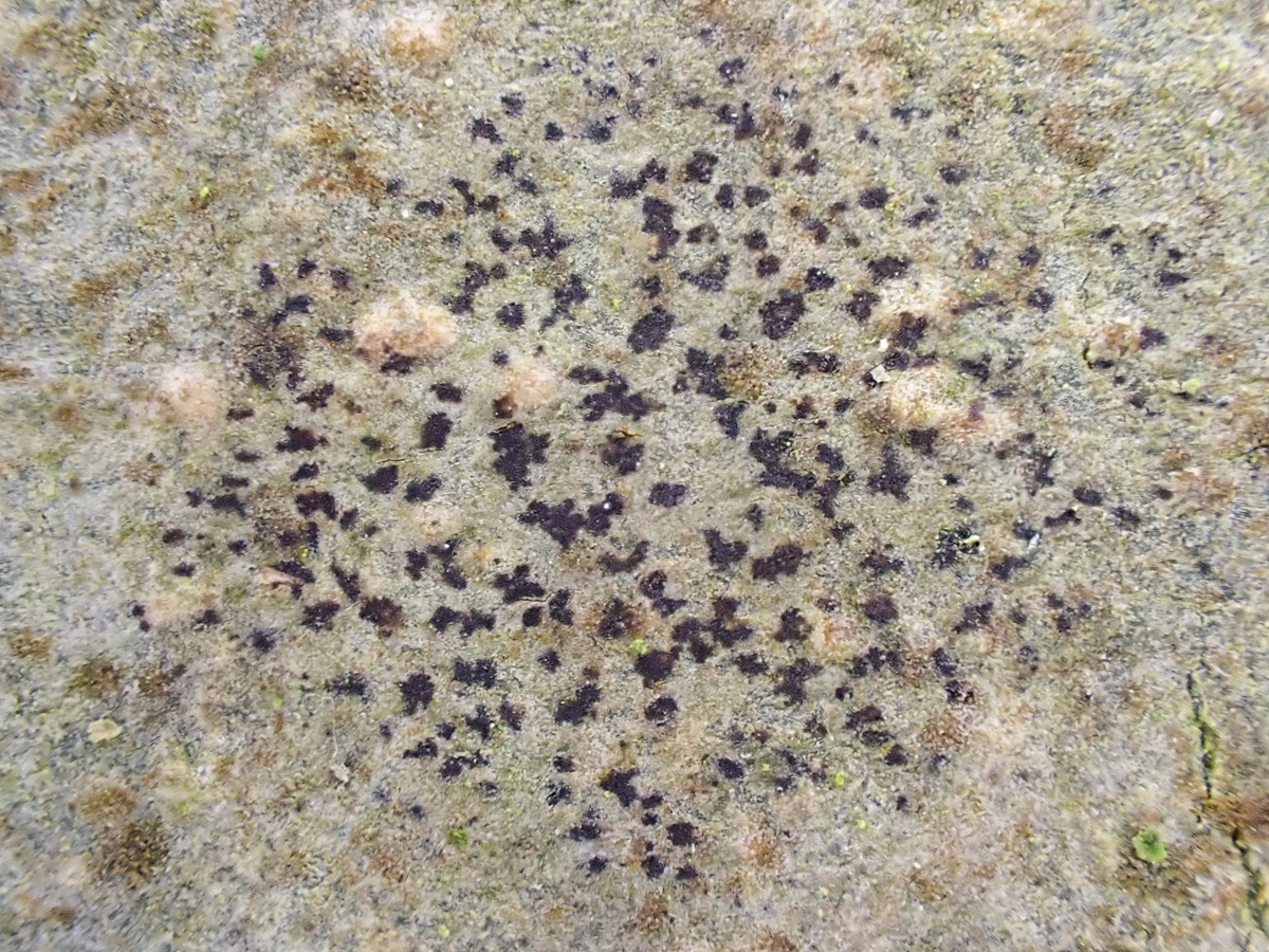 Arthonia didyma (door Arne van Wingerden)