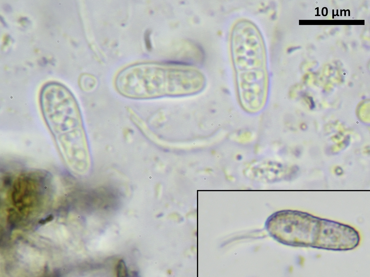 Arthonia didyma (door Henk-Jan van der Kolk)