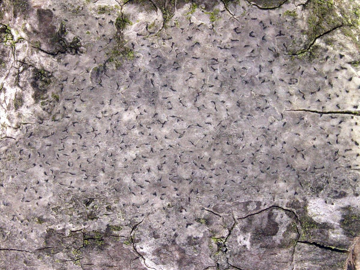 Arthonia excipienda (door Kok van Herk)