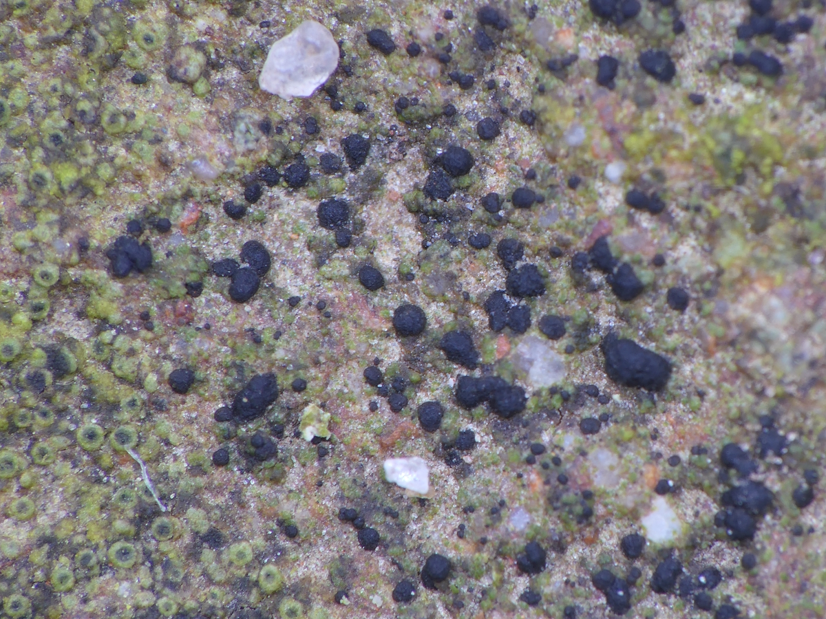 Arthonia fusca (door Henk-Jan van der Kolk)