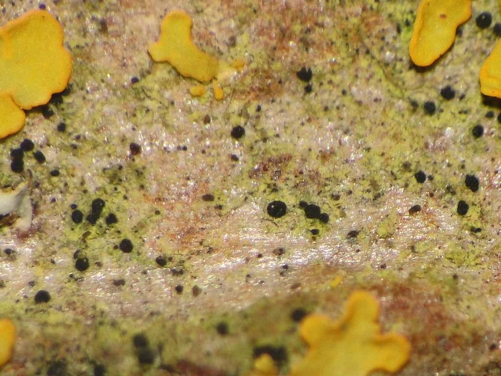 Bryostigma muscigenum (door Henk-Jan van der Kolk)