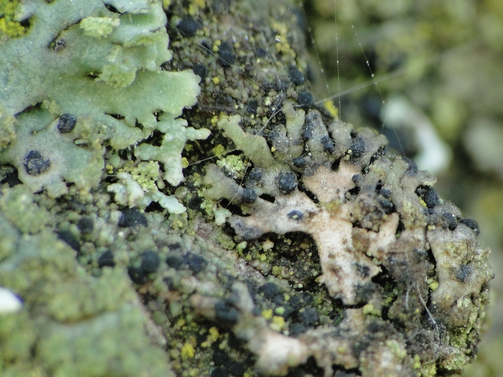 Arthonia phaeophysciae (door Henk-Jan van der Kolk)