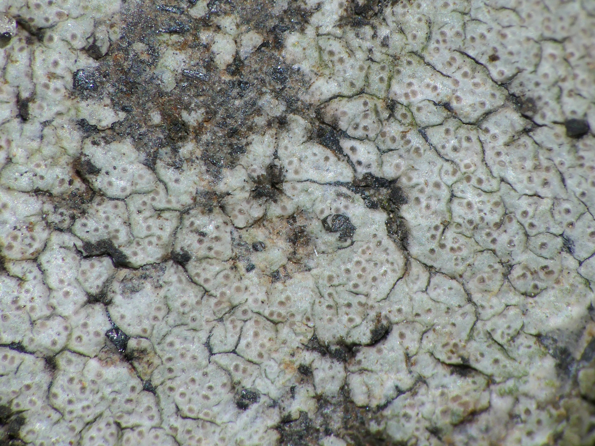Arthonia phaeobaea (door Henk-Jan van der Kolk)