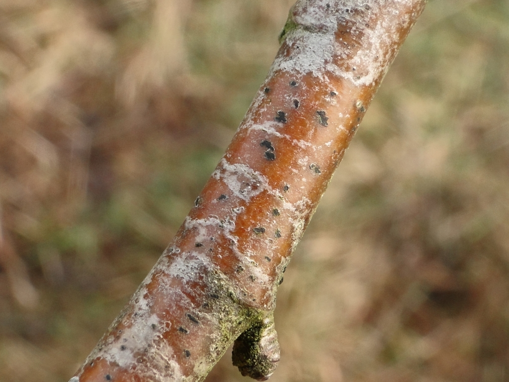 Arthonia punctiformis (door Henk-Jan van der Kolk)